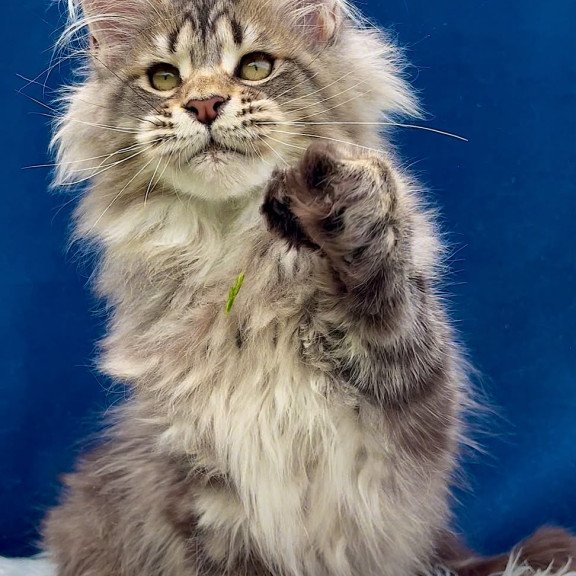 Maine Coon EZ Verona Polydactyl