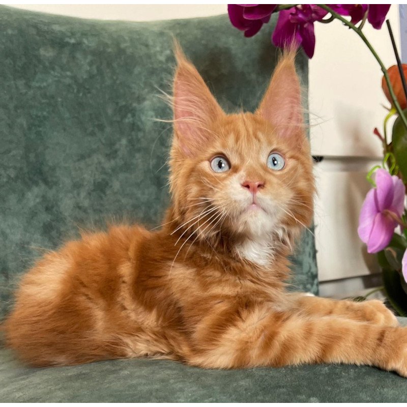 Maine Coon EZ Archer