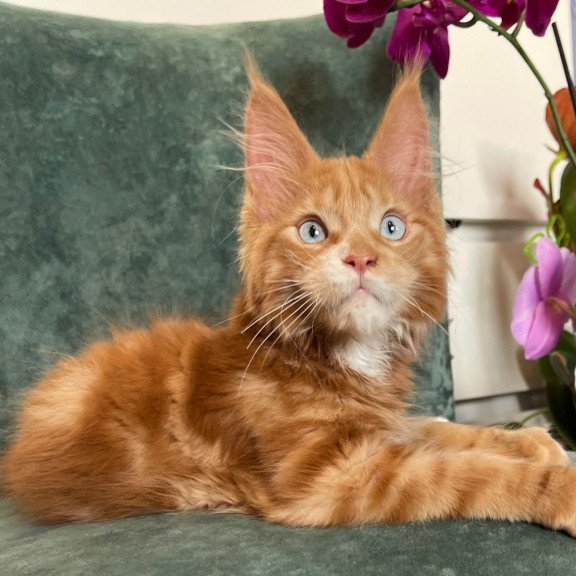 Maine Coon EZ Archer