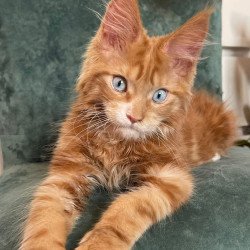 Maine Coon EZ Archer