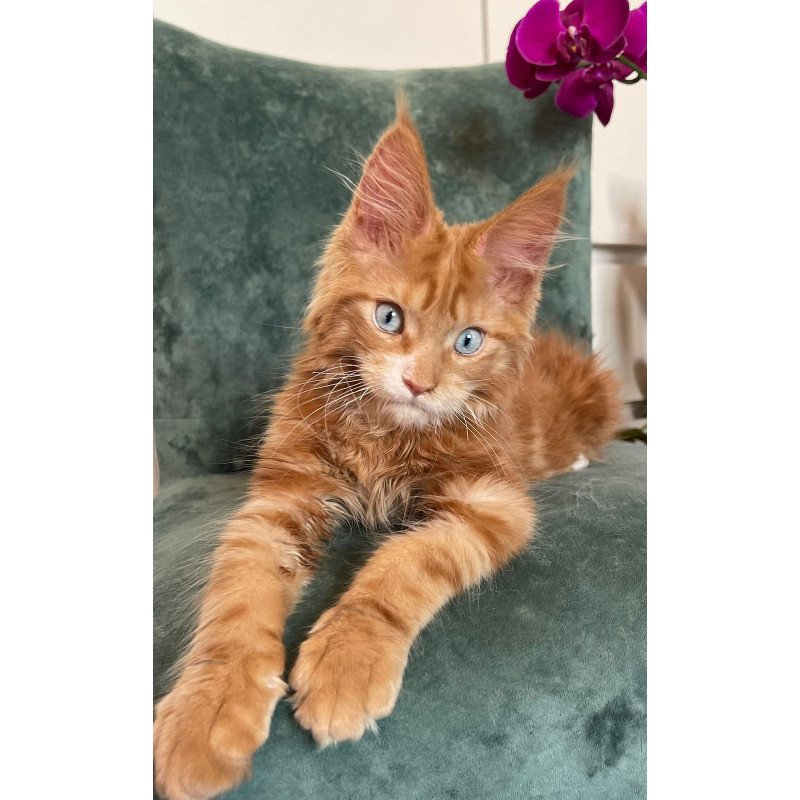 Maine Coon EZ Archer