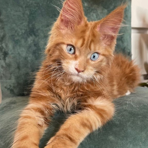 Maine Coon EZ Archer