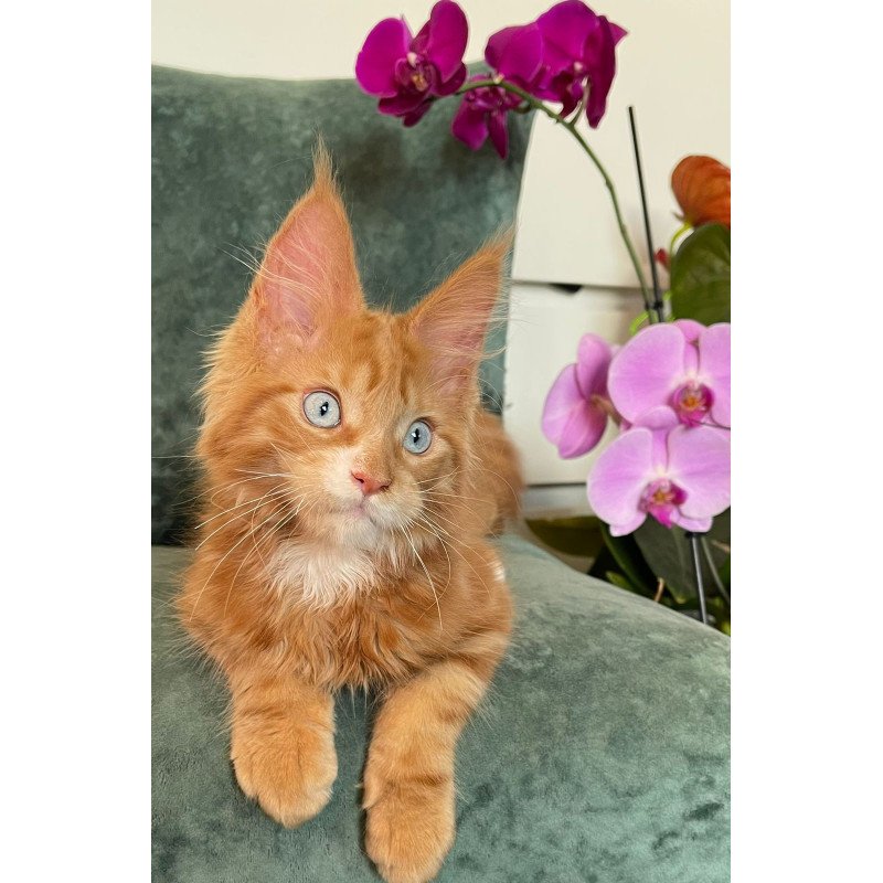 Maine Coon EZ Archer