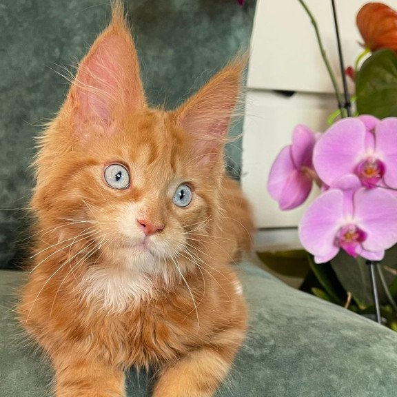 Maine Coon EZ Archer