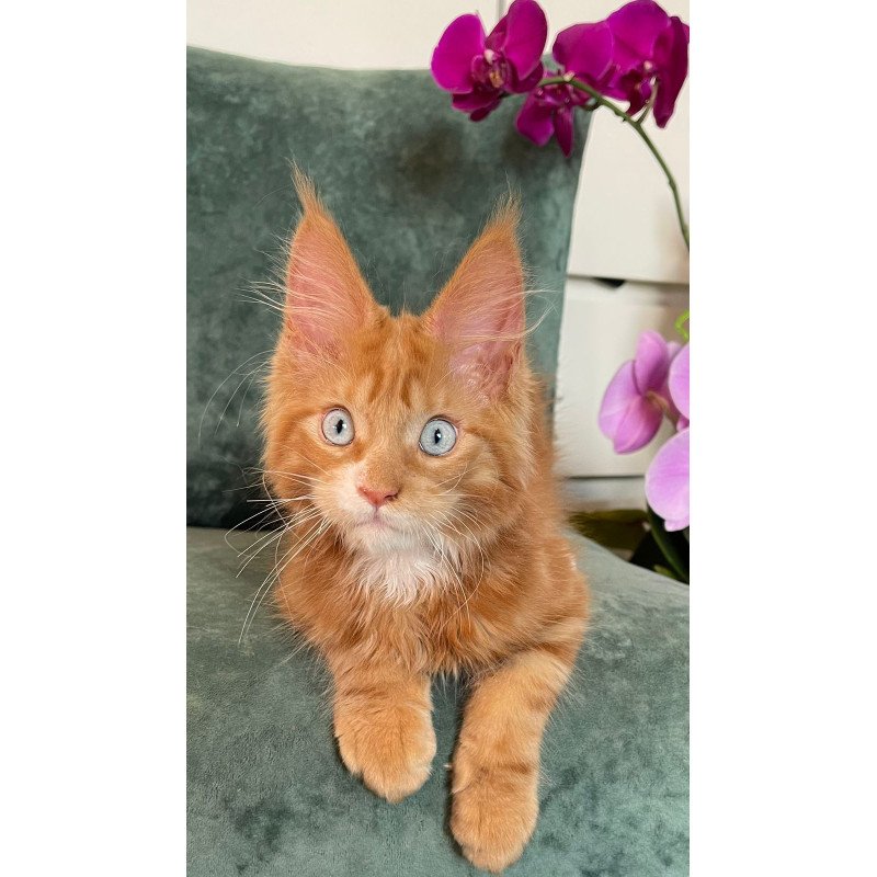 Maine Coon EZ Archer