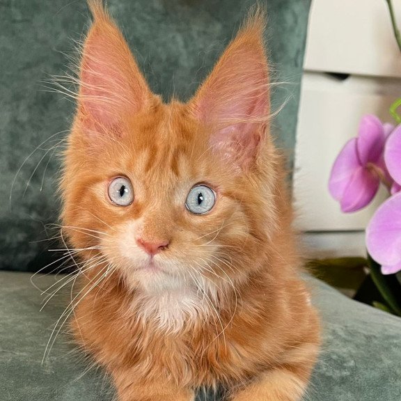 Maine Coon EZ Archer