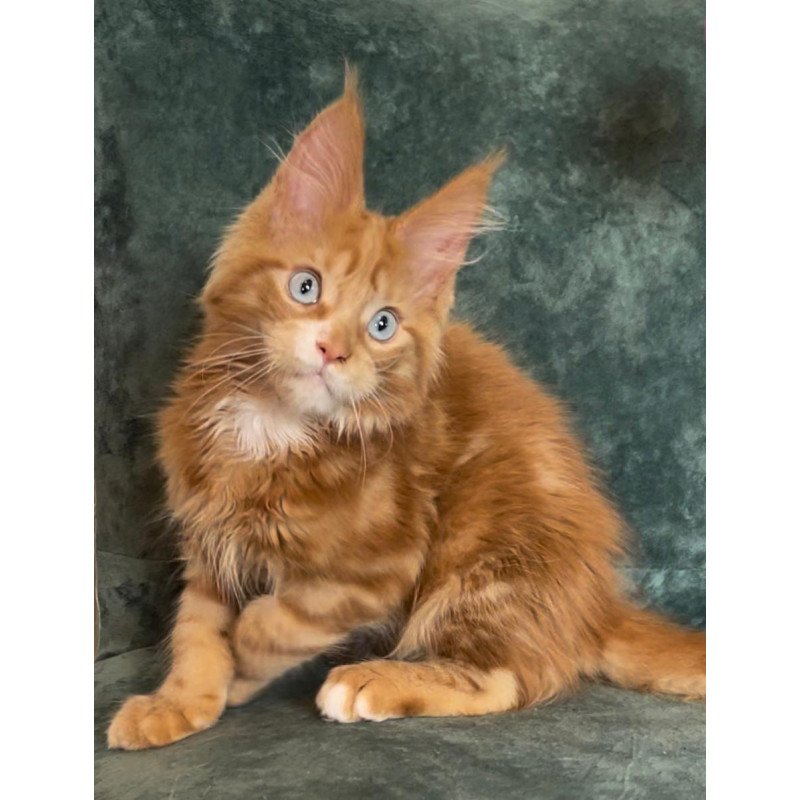 Maine Coon EZ Archer