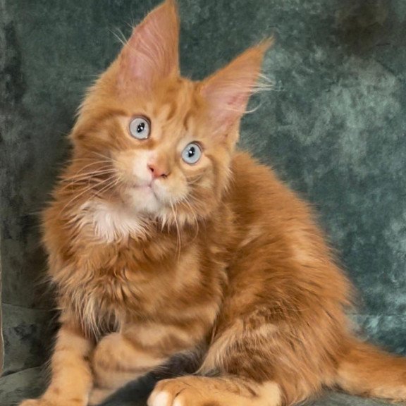 Maine Coon EZ Archer