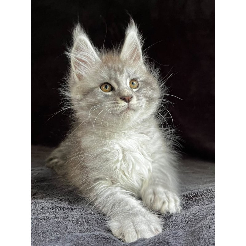 Maine Coon EZ Olaf