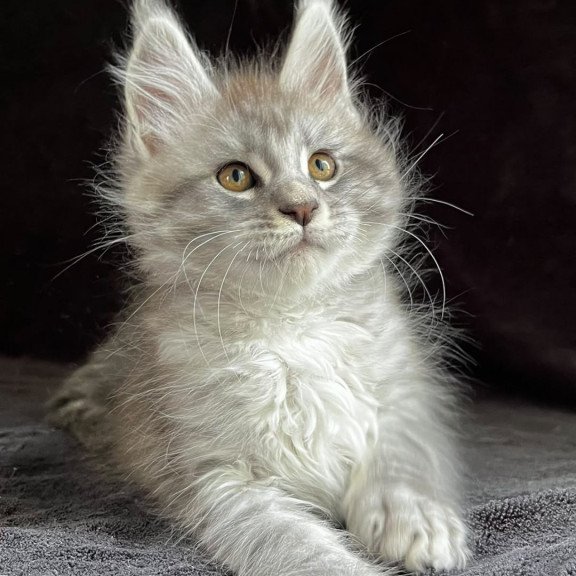 Maine Coon EZ Olaf
