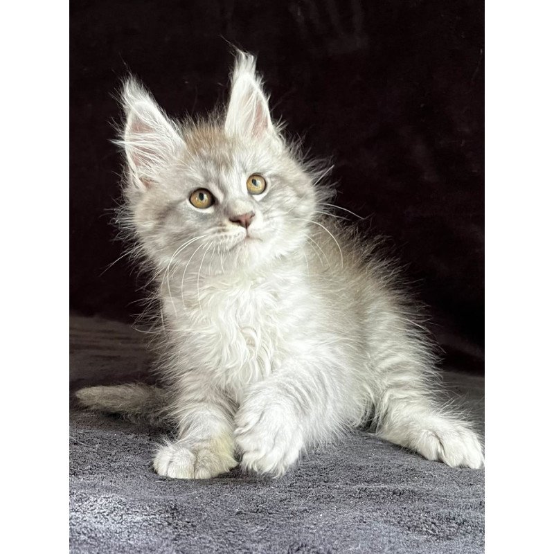 Maine Coon EZ Olaf