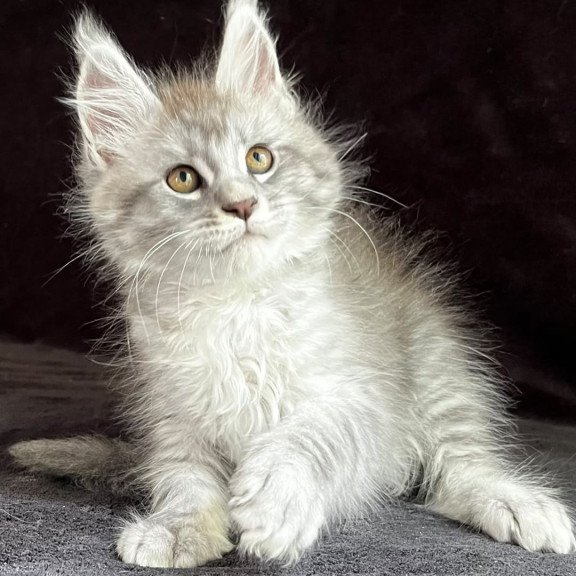 Maine Coon EZ Olaf