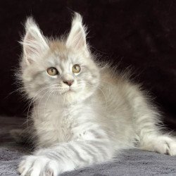 Maine Coon EZ Olaf