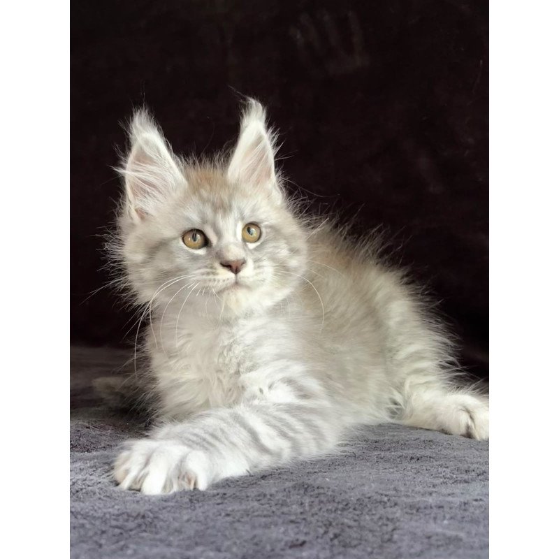 Maine Coon EZ Olaf