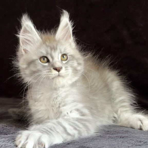 Maine Coon EZ Olaf