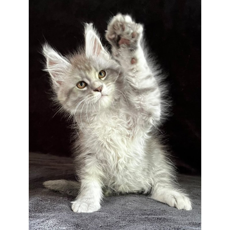 Maine Coon EZ Olaf