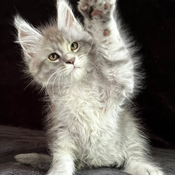Maine Coon EZ Olaf