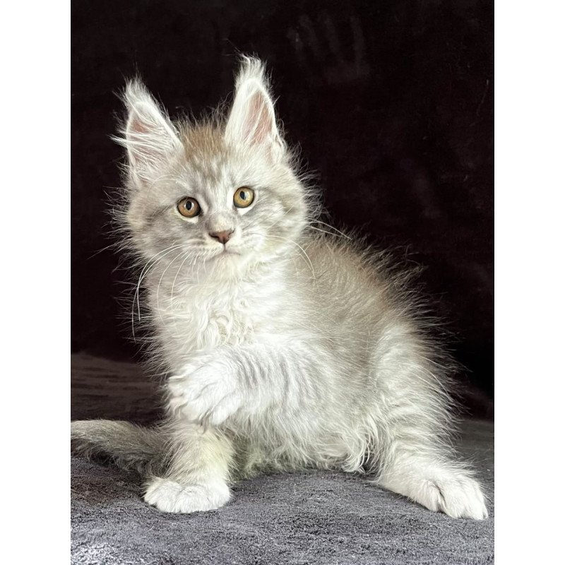 Maine Coon EZ Olaf