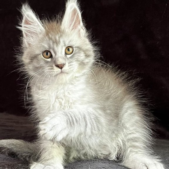 Maine Coon EZ Olaf