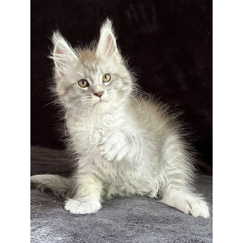 Maine Coon EZ Olaf