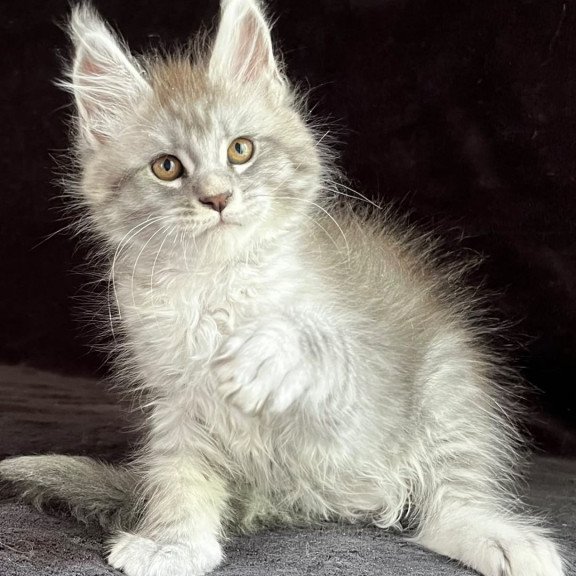 Maine Coon EZ Olaf