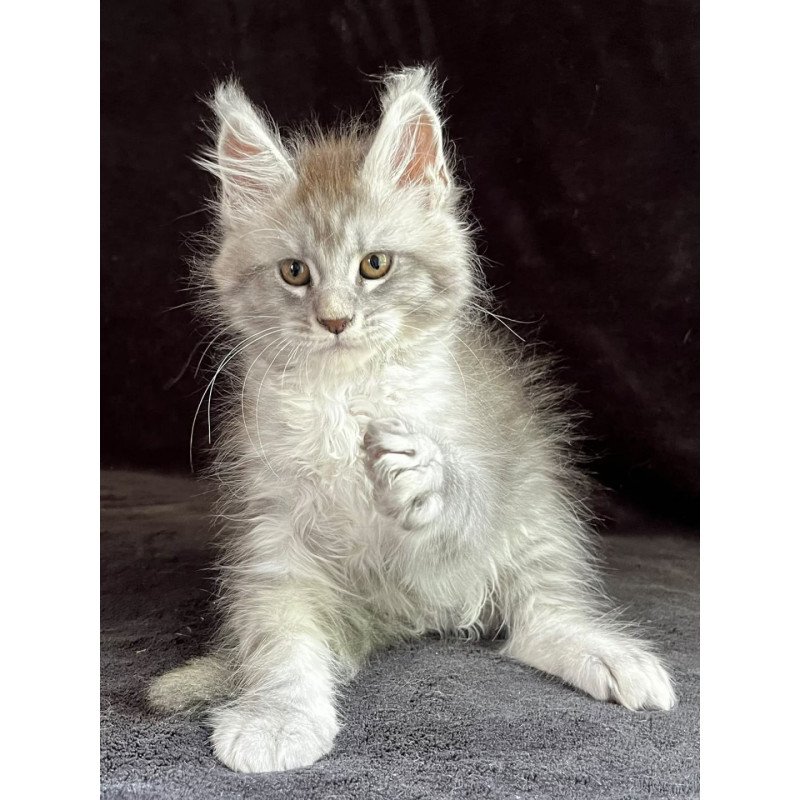Maine Coon EZ Olaf