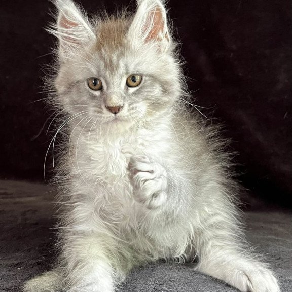 Maine Coon EZ Olaf