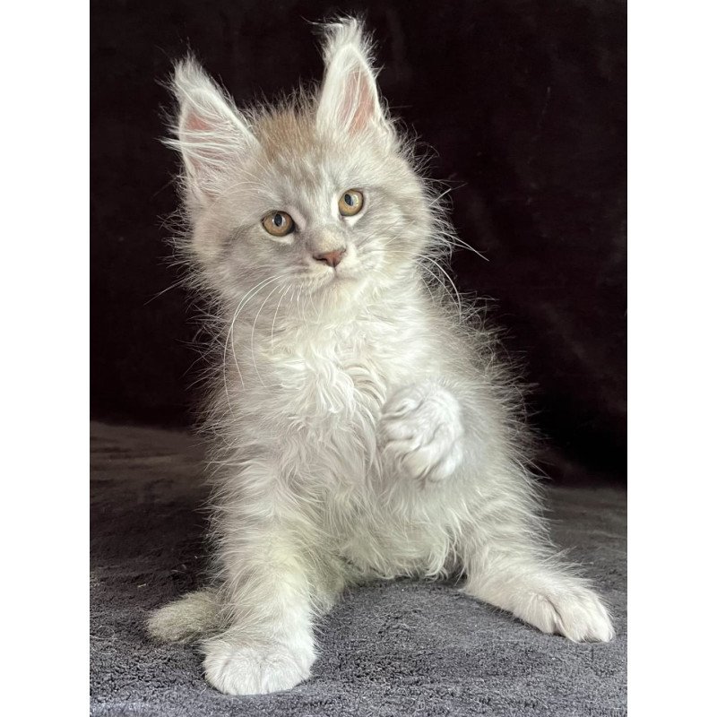 Maine Coon EZ Olaf