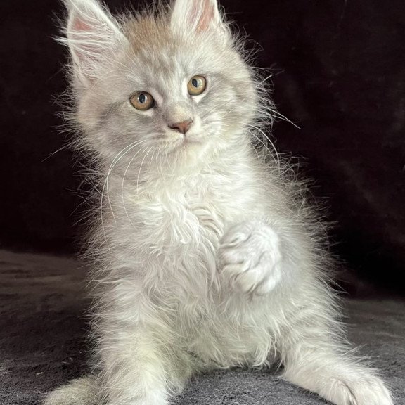 Maine Coon EZ Olaf