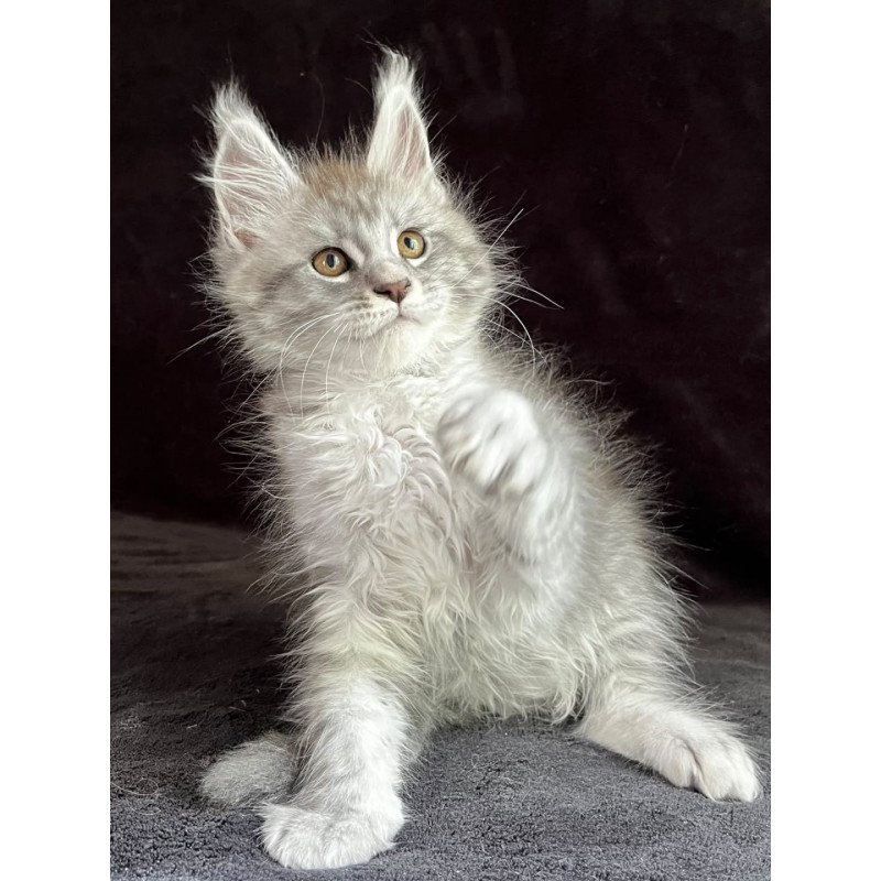 Maine Coon EZ Olaf