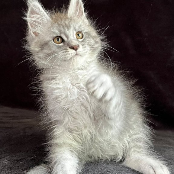 Maine Coon EZ Olaf