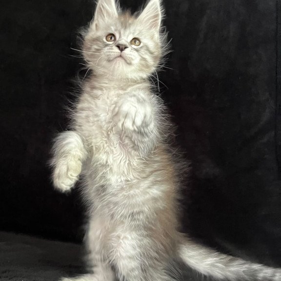 Maine Coon EZ Orlando
