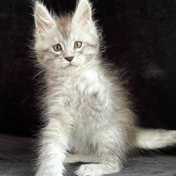 Maine Coon EZ Orlando