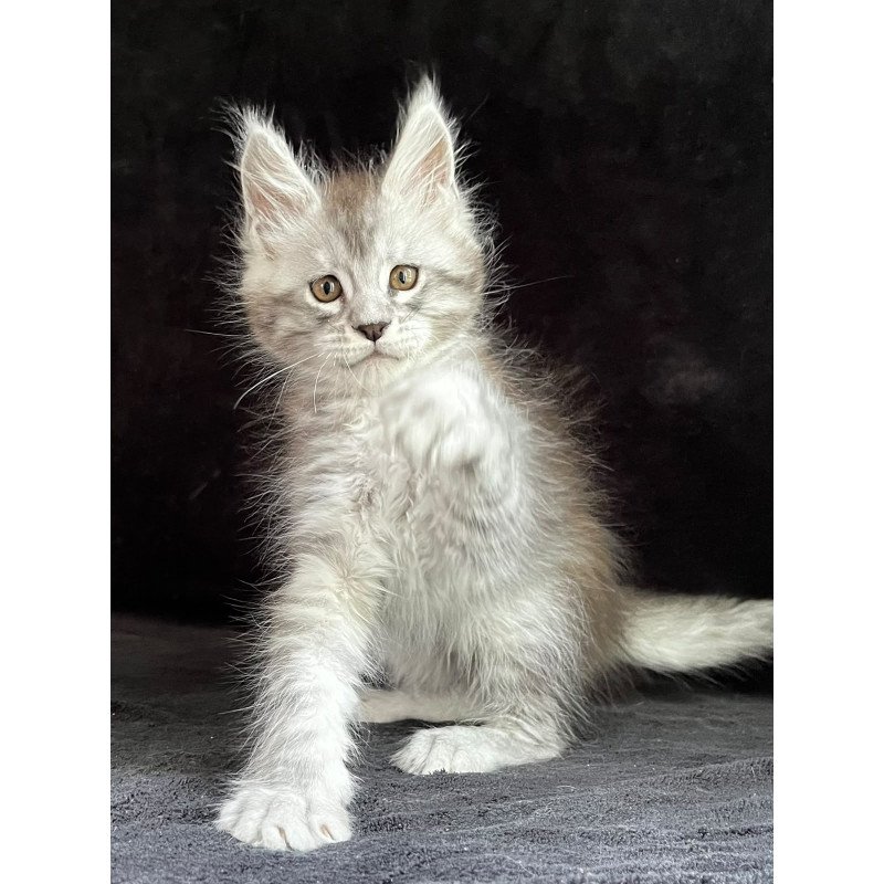 Maine Coon EZ Orlando