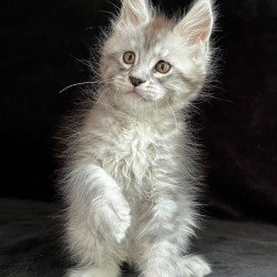 Maine Coon EZ Orlando