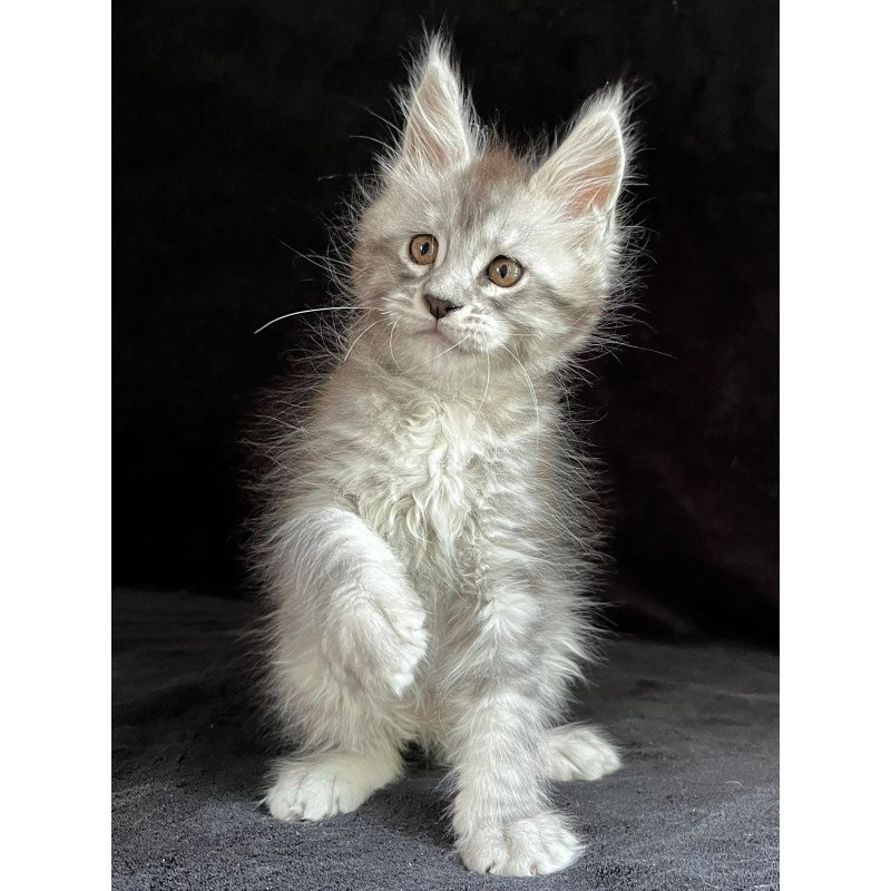 Maine Coon EZ Orlando