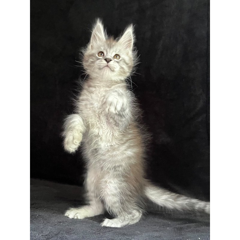 Maine Coon EZ Orlando