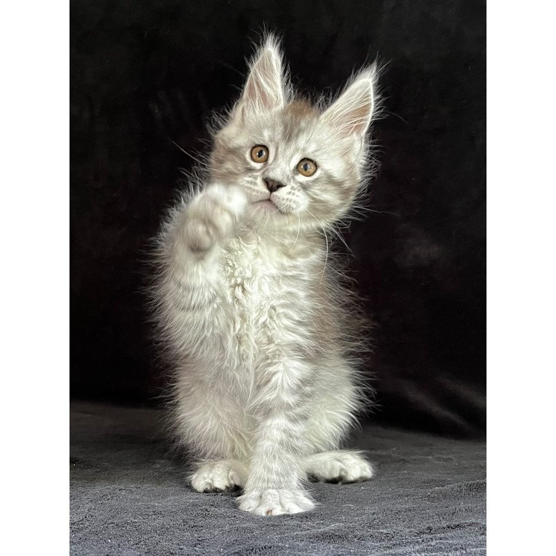 Maine Coon EZ Orlando