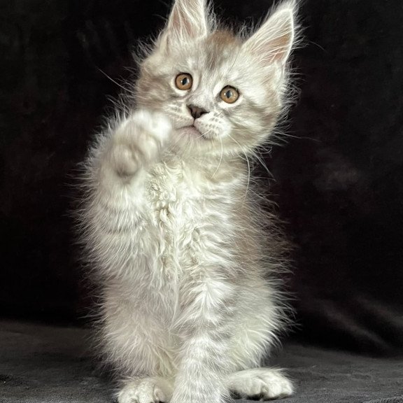 Maine Coon EZ Orlando