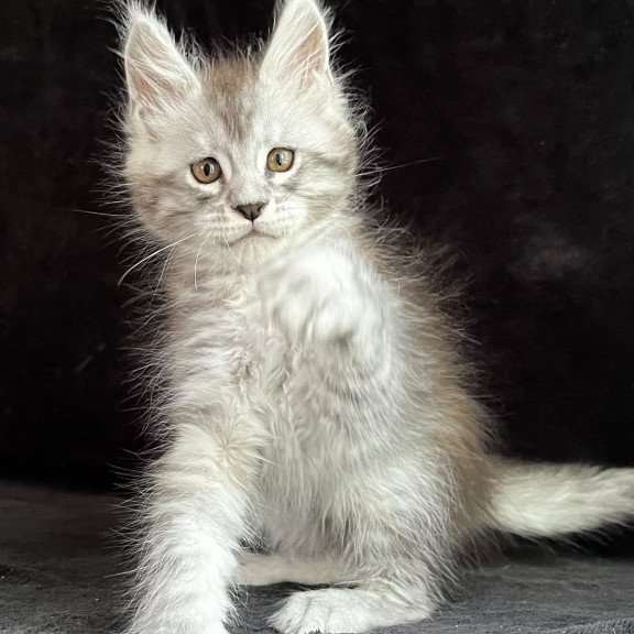 Maine Coon EZ Orlando