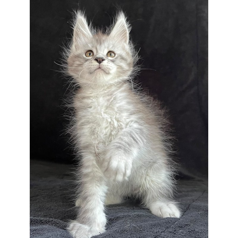 Maine Coon EZ Orlando