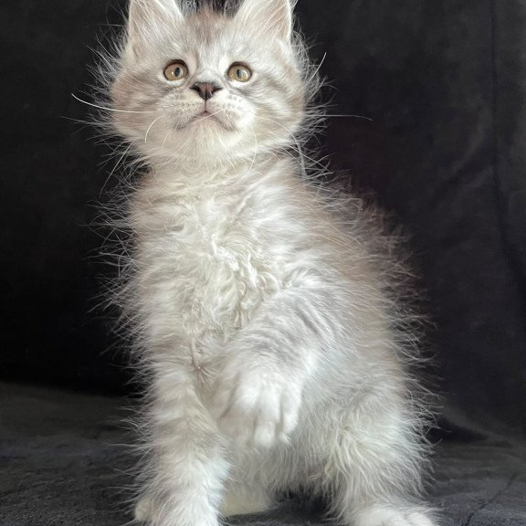 Maine Coon EZ Orlando