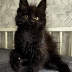 Maine Coon EZ Onyx