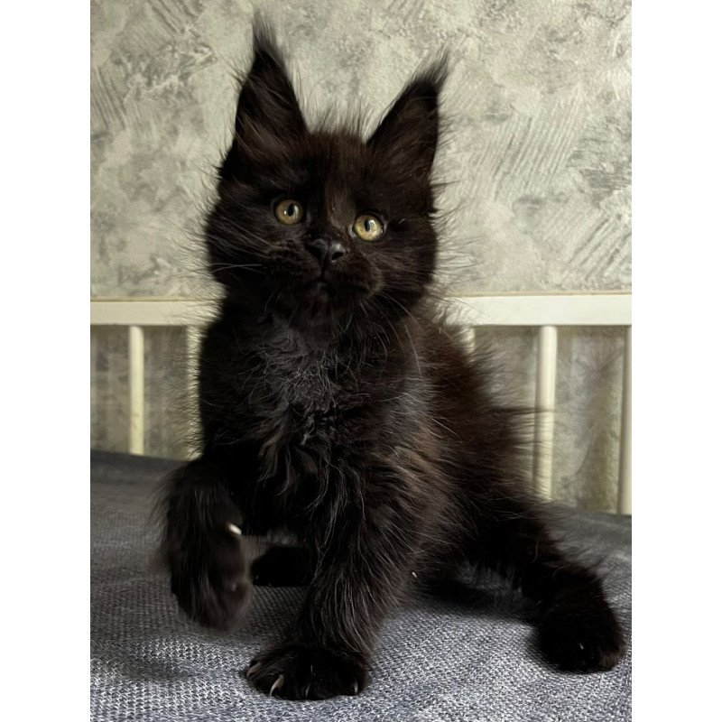 Maine Coon EZ Onyx