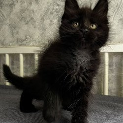 Maine Coon EZ Onyx