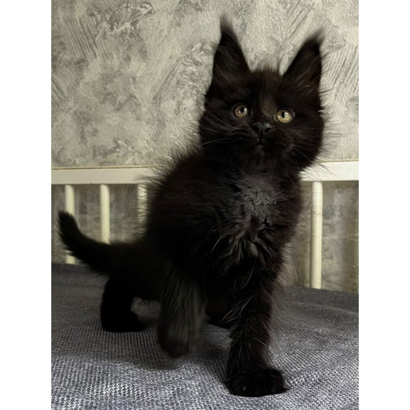 Maine Coon EZ Onyx
