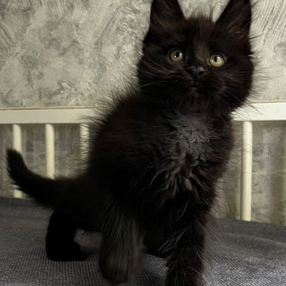 Maine Coon EZ Onyx