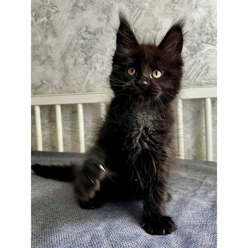 Maine Coon EZ Onyx