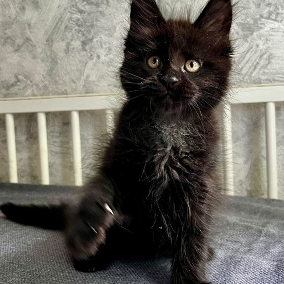 Maine Coon EZ Onyx