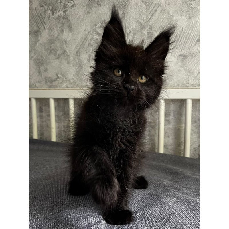Maine Coon EZ Onyx